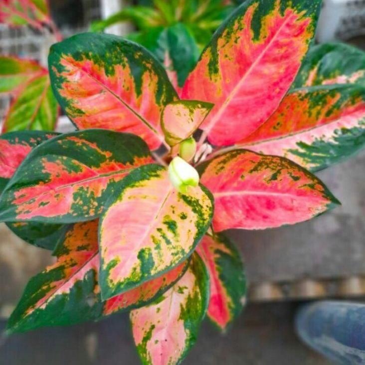 Grosir Meriah aglonema red kochin dewasa - tanaman hias aglonema red kochin dewasa