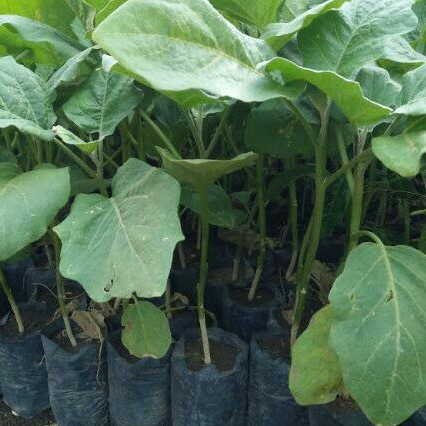 Bibit Tanaman Terong Antaboga