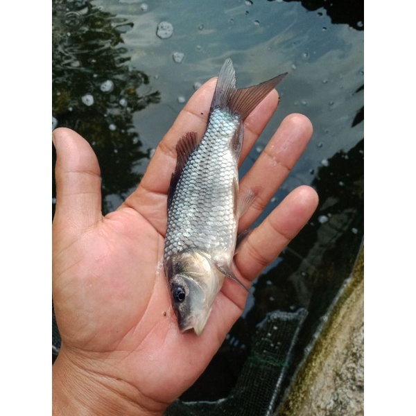 bibit ikan mas hitam