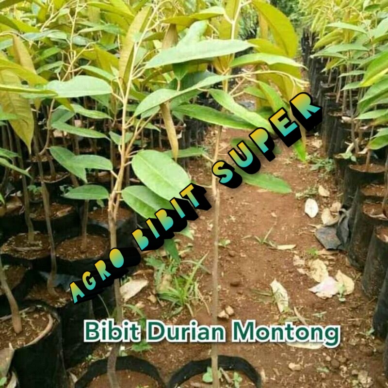 Bibit durian montong okulasi