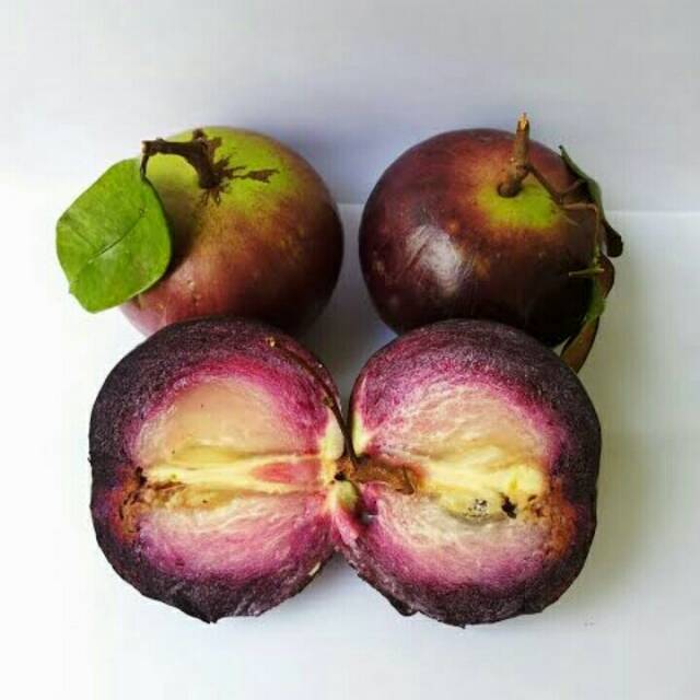 Bibit Kenitu Ungu