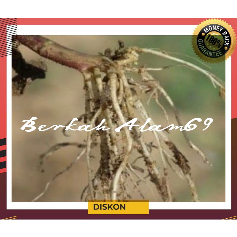

Promo Akar Badotan Segar Basah 300gr