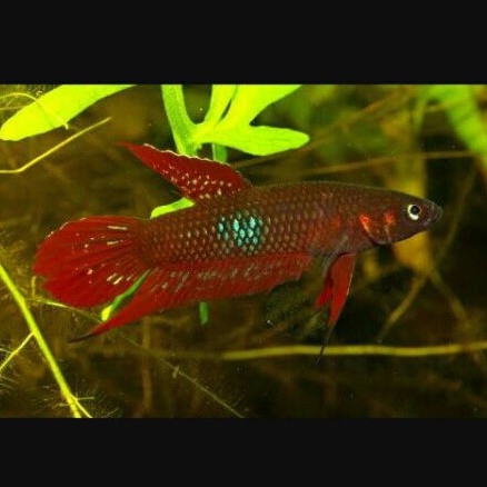 Cupang Alam / Wild Betta Coccina
