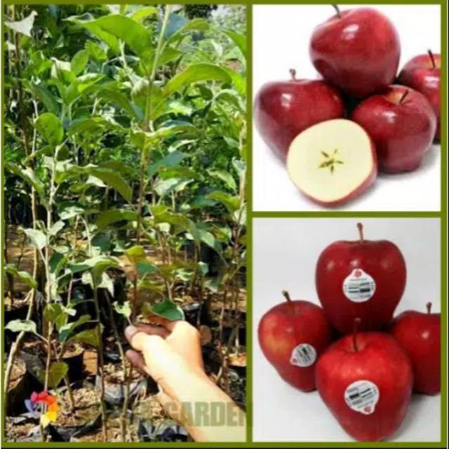 BIBIT BUAH APEL ANA /APEL MERAH (BISACOD)