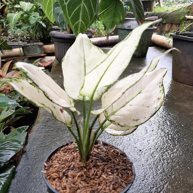 Tanaman Hias Aglonema  Putih  Hidup Super White Real Plant 