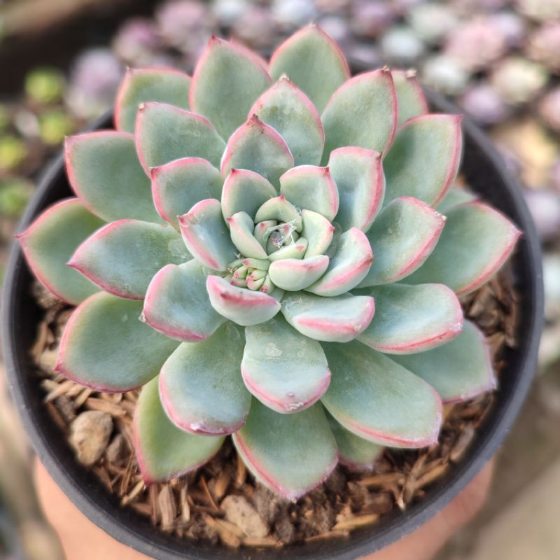 Echeveria import medium/ Echeveria pink line/Echeveria import