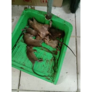 TEMIX TEMIK BLACK BAEGUN BRAND 15G PANTHER RACUN TIKUS BABI HUTAN CELENG LANGSUNG MATI DI TEMPAT