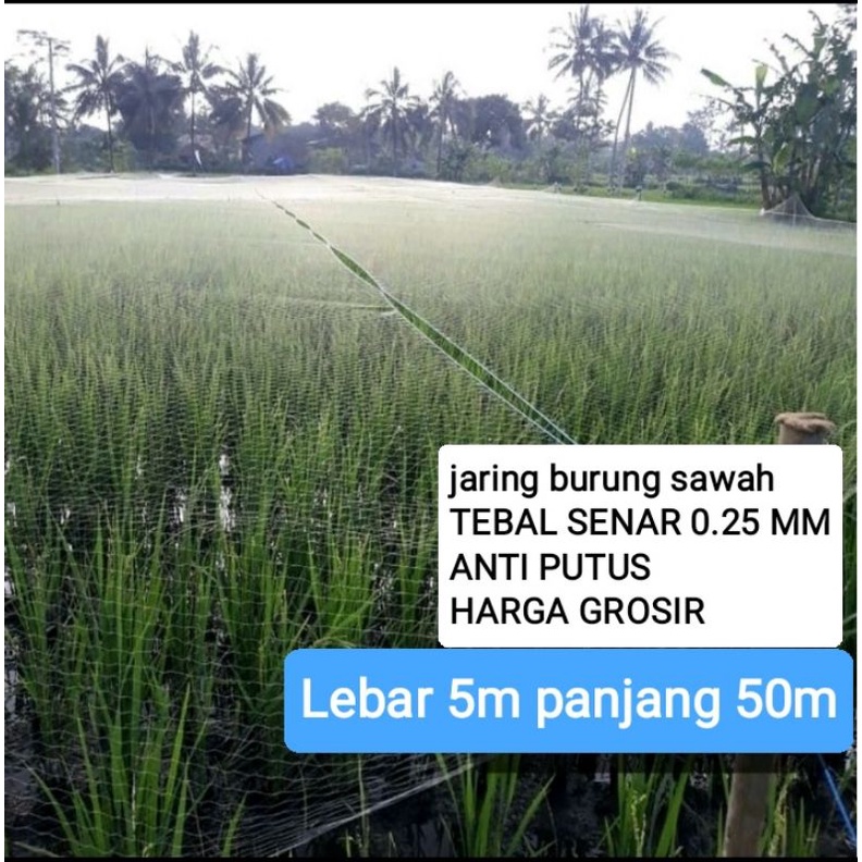 Jaring burung sawah tebal senar 0.25 di jamin senar anti putus jaring pipit sawah jaring padi jaring