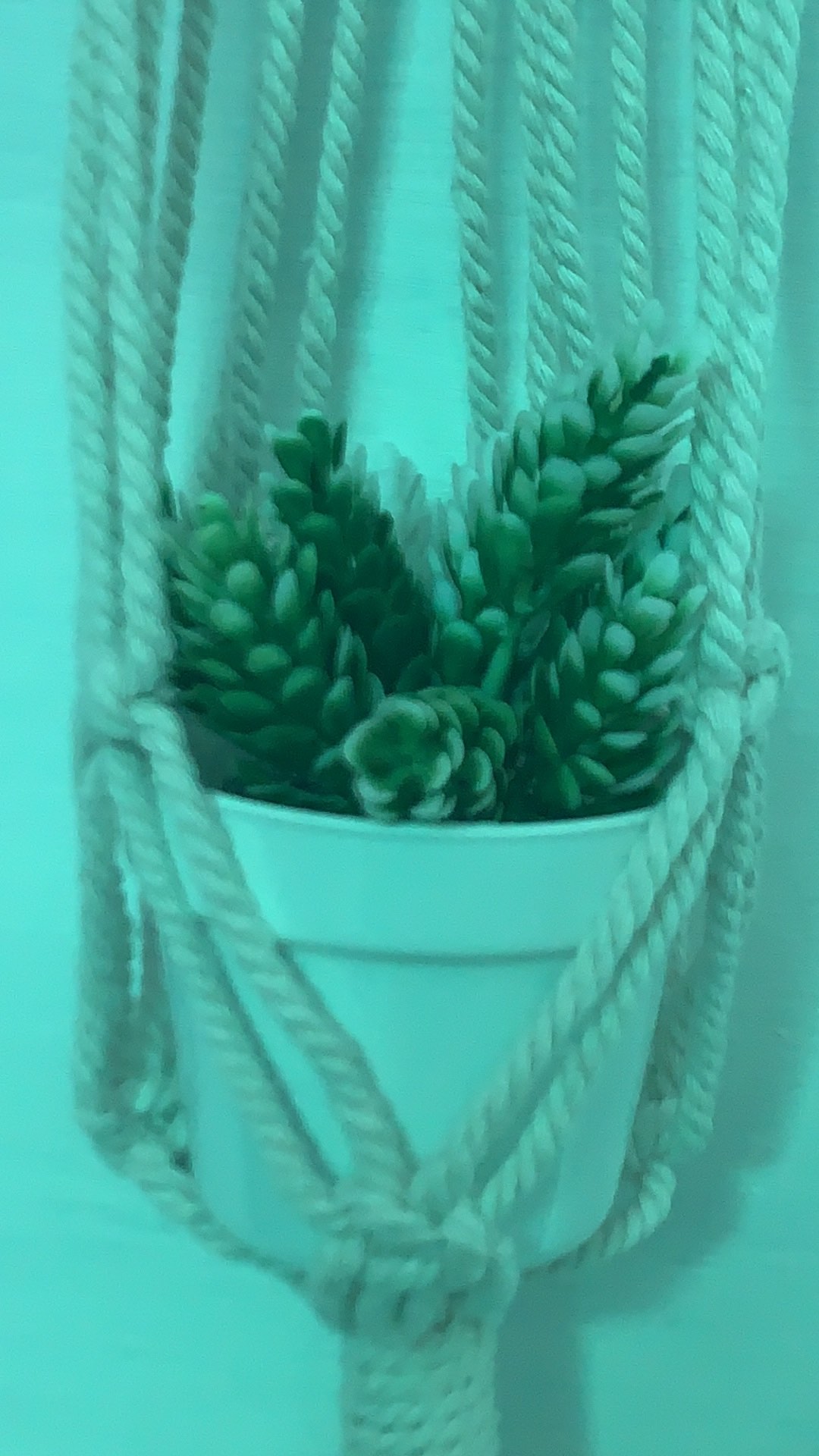 Pot + Bunga Hias Bunga Plastik Bunga Palsu Bunga Artifisial Kaktus Hiasan Rumah Shabby Home Decor