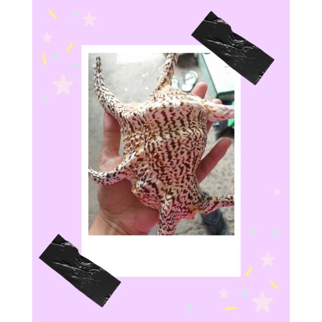 KERANG KEMPENG untuk kerajinan atau hiasan Aquarium
