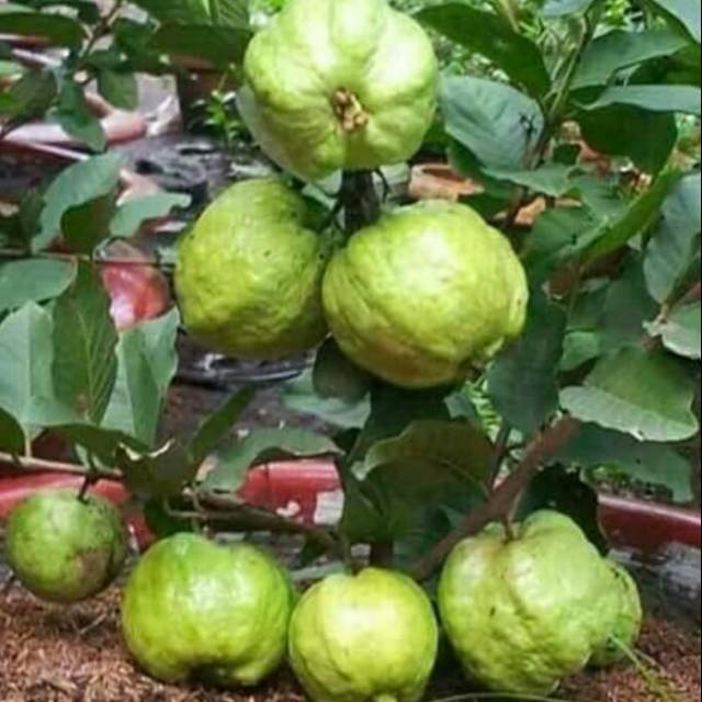 Bibit Jambu Kristal Cepat Berbuah / Bibit Buah Buahan Dalam Pot