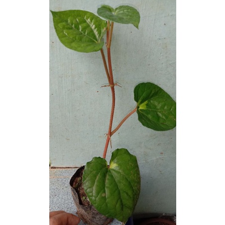 Bibit Sirih Ceplok Telor Kuning // Tanaman Hias Sirih Telur Varigata // Sirih Varigata Kuning // Bib