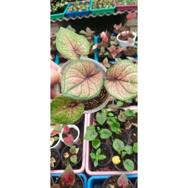 Keladi Green Mascota