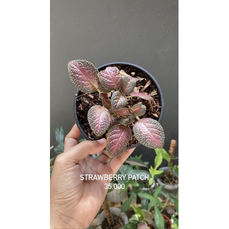 Episcia Strawberry Patch