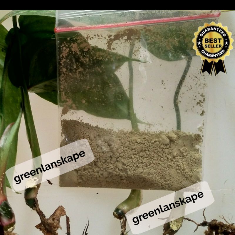 Fungisida setelah cacah Philodendron  - aglonema dan tanaman lain.-Dithane M-45 80WP