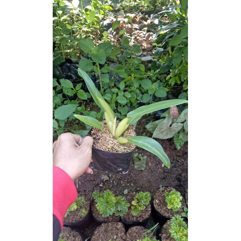 philodendron eceng - philo eceng / philo katak