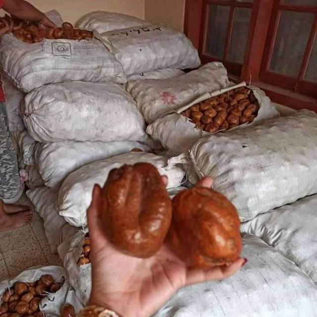 

BUAH ZURIAT 1KG FREE 1 BUNGKUS ZURIAT SERBUK