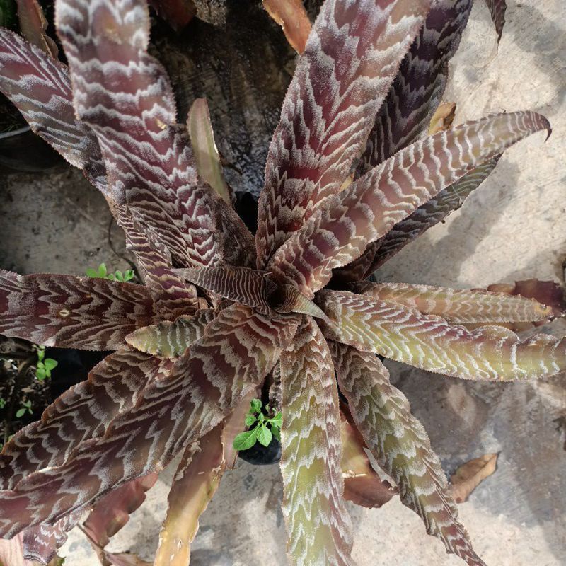 sansivieria criptantus