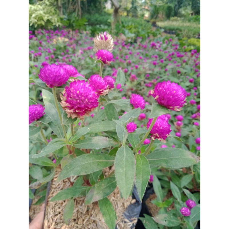 tanaman hias kancing Bu lurah/goemphrena globosa