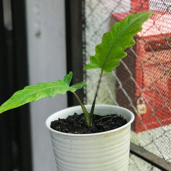 FALSH SALE anakan keladi keris papua include pot pirus putih