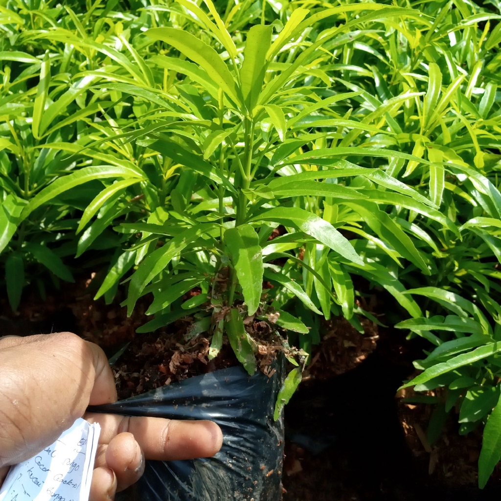 tanaman anti nyamuk zodiak / tanaman hias hidup tanaman tahan panas dan dingin / tanaman outdoor