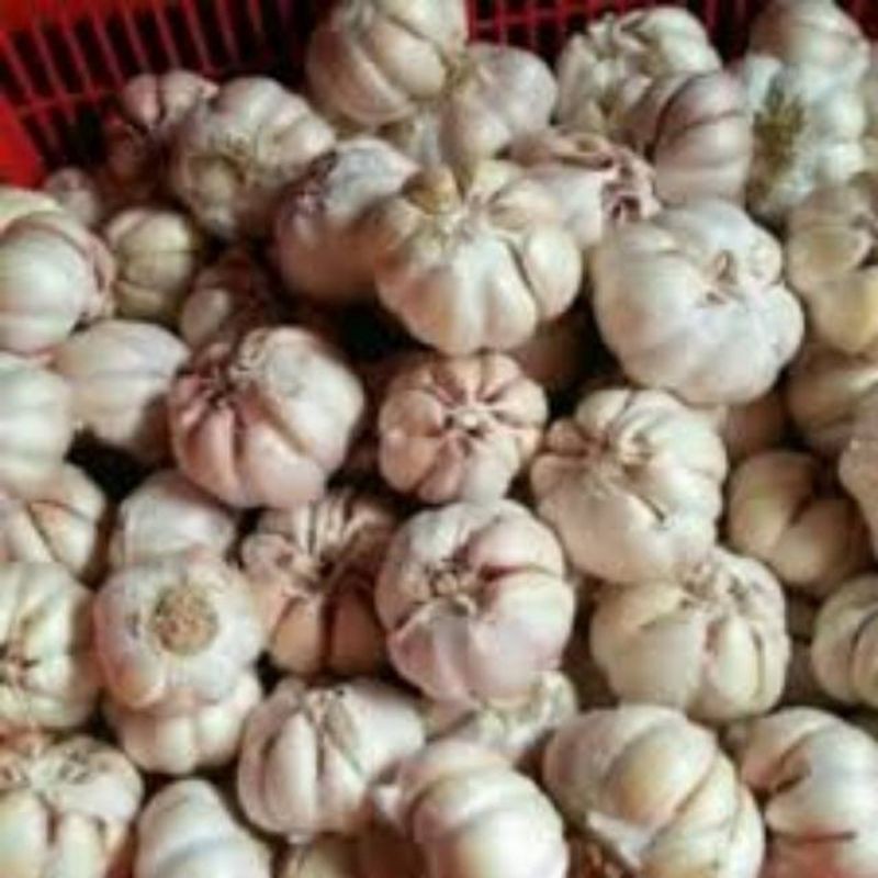 

Bawang Putih 250Gram