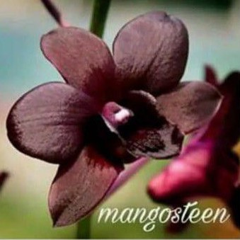 ANGGREK DENDRO MANGOSTEEN DEWASA