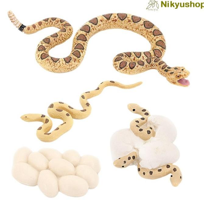 Mainan Edukasi Siklus Hidup Life Cycle Snake Hewan Ular Rattlesnake