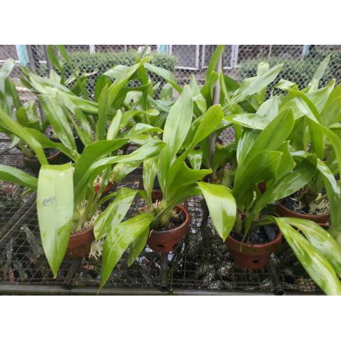 Grammatophyllum Tiger'S Paw (Dewasa)