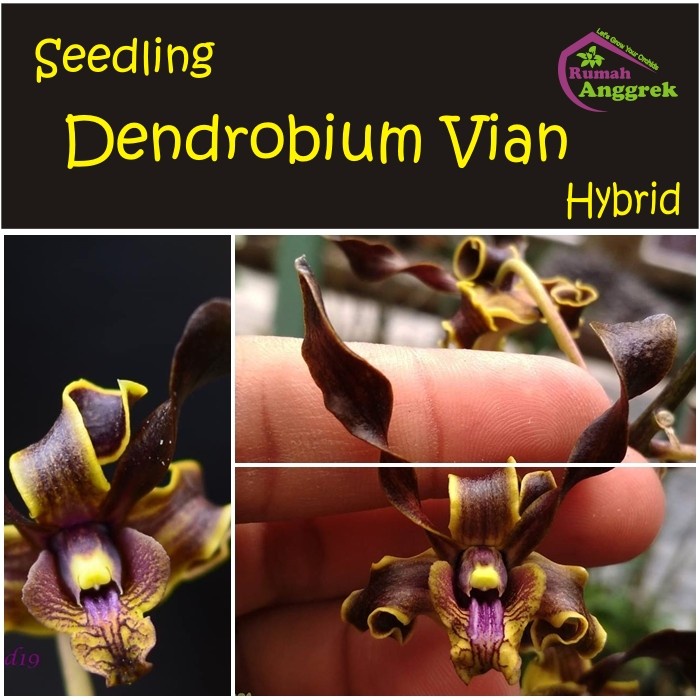 NEW Seedling Dendrobium Vian hybrid anggrek langka coklat hitam helix bibi