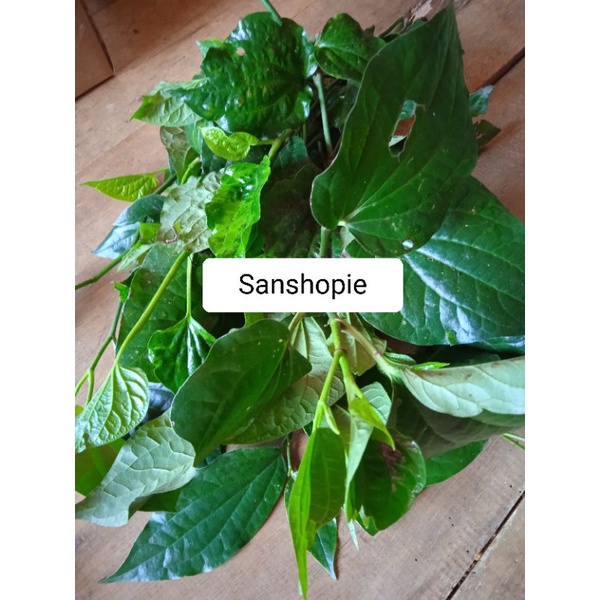 

Daun Karuk Sirih Tanah Segar Paket 500 Gram
