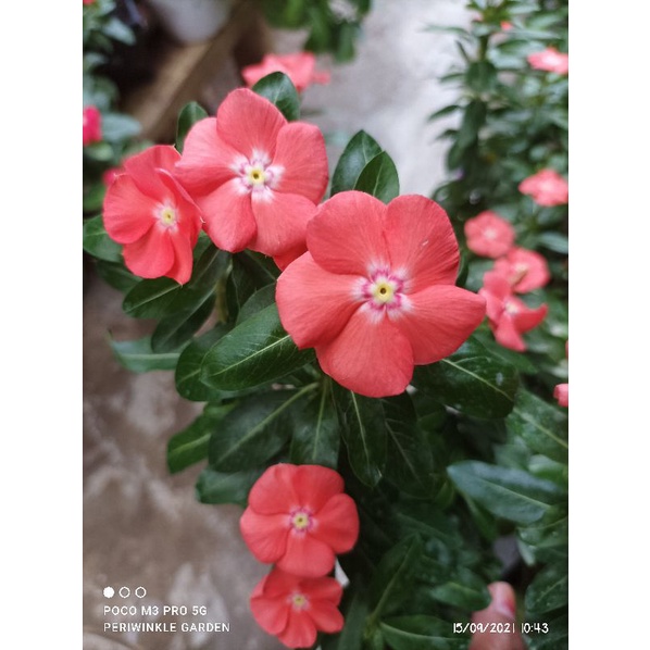 BENIH FRESH BUNGA CANTIK VINCA TEGAK MANDARIN ORANGE