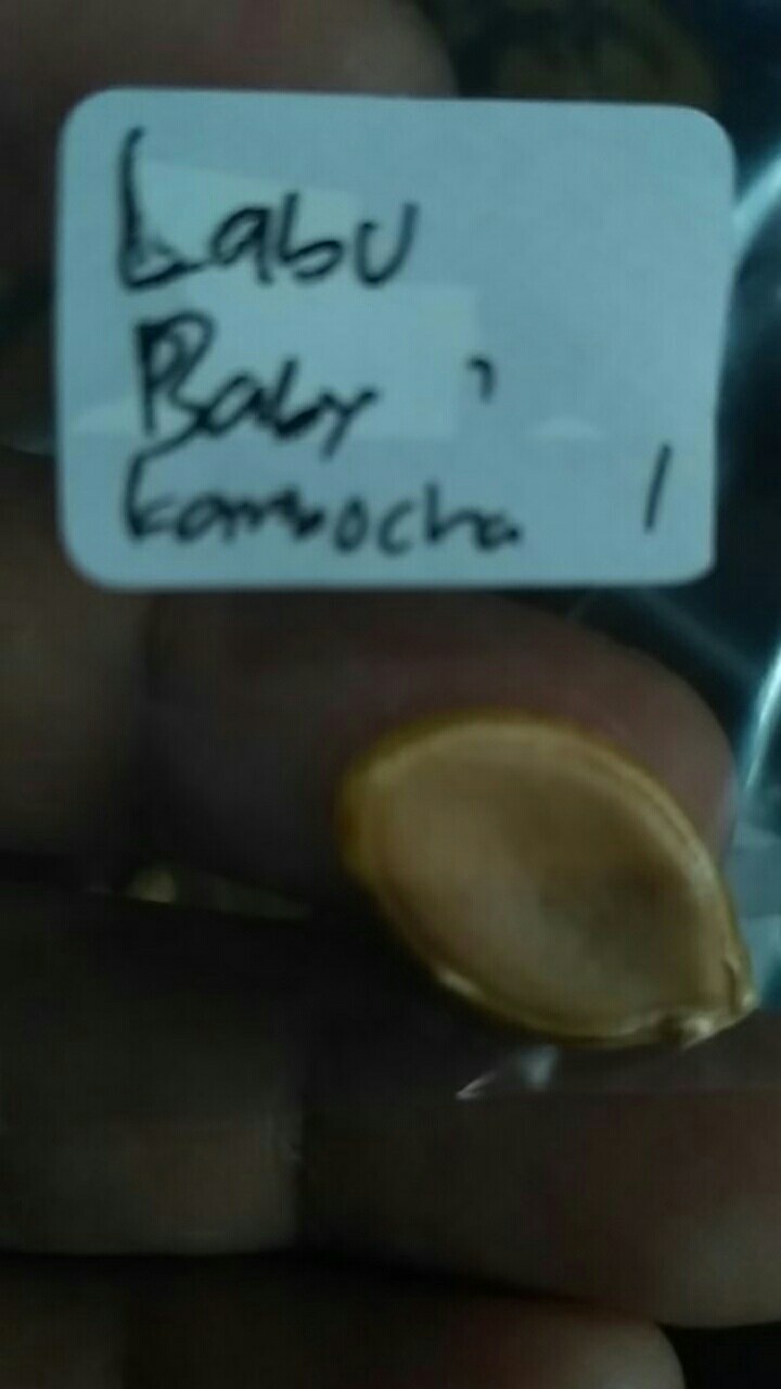 Benih Labu Baby Kabocha Pumpkin - Biji Bibit Buah