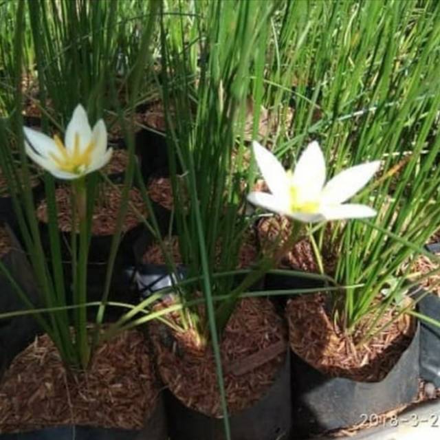 Pohon Kucai Bunga Putih - Tanaman Hias Kucai Bunga