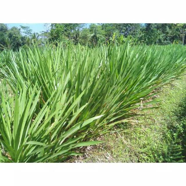 Bibit rumput odot per setek 1 kg isi 50 batang