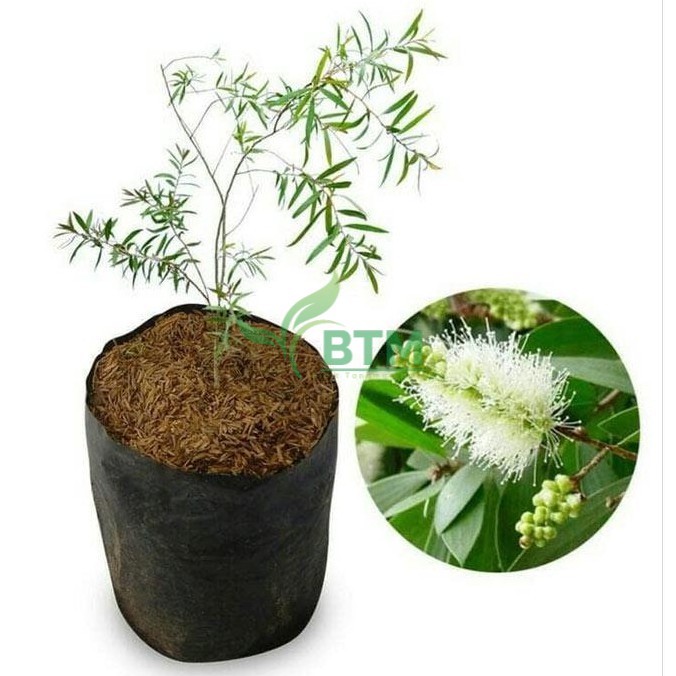 Bibit Tanaman Minyak Kayu Putih - Bibit Tanaman