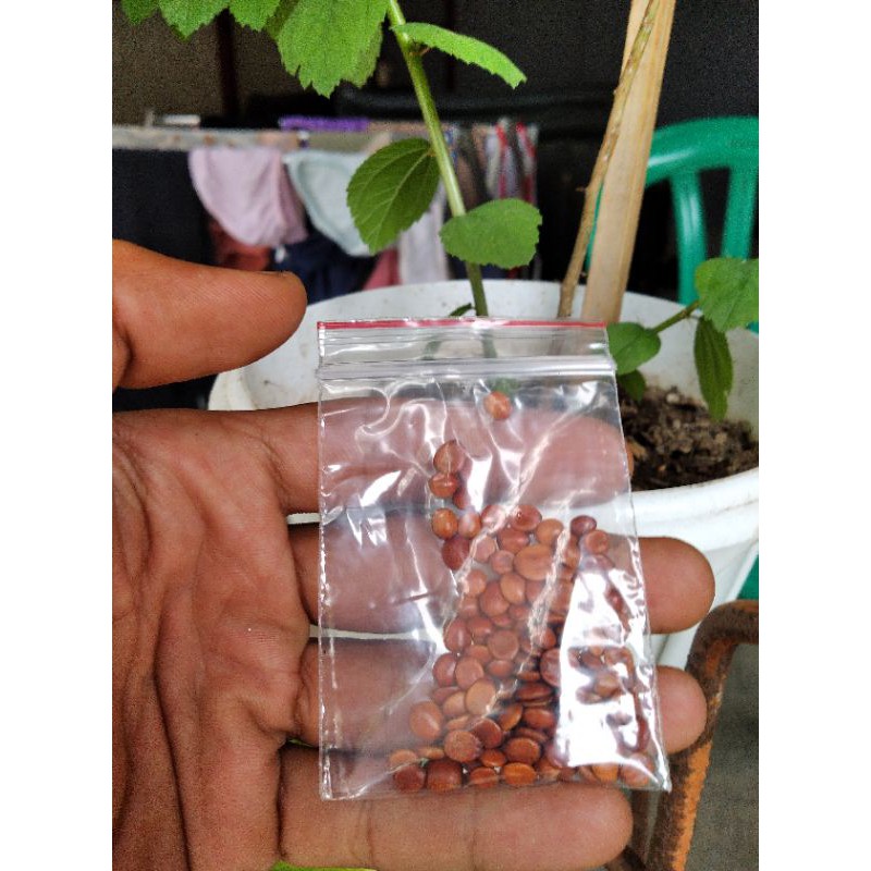 BIBIT BIDARA ARAB ASLI DARI 100 BUTIR BIJI