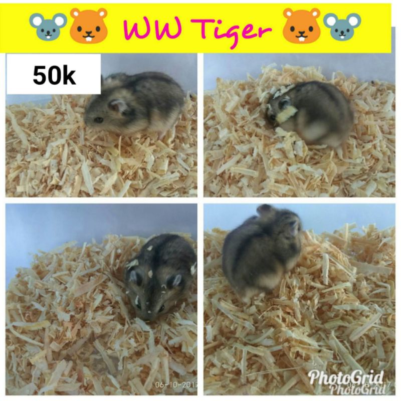 hamster ww winter white shapire/ argente