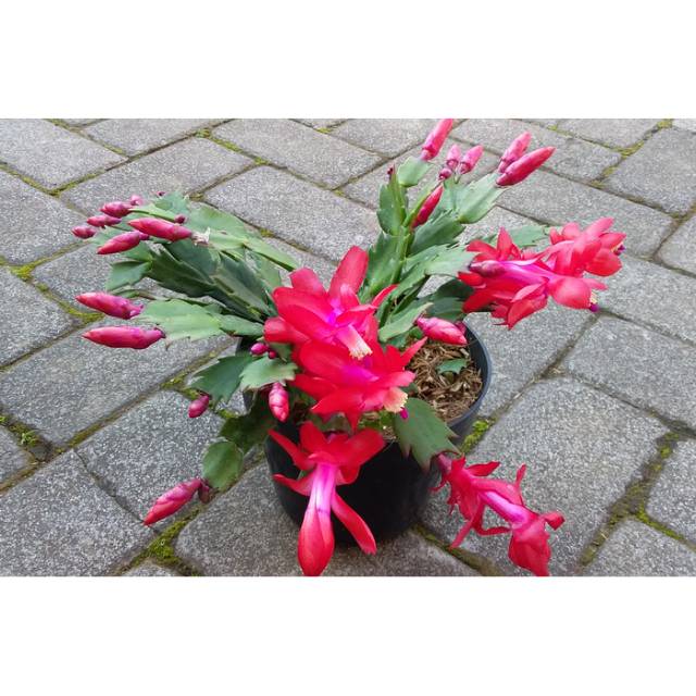 Tanaman Hias Wijaya Kusuma Kepiting Bunga Merah / tanaman bunga wijaya kusuma / wijaya kusuma