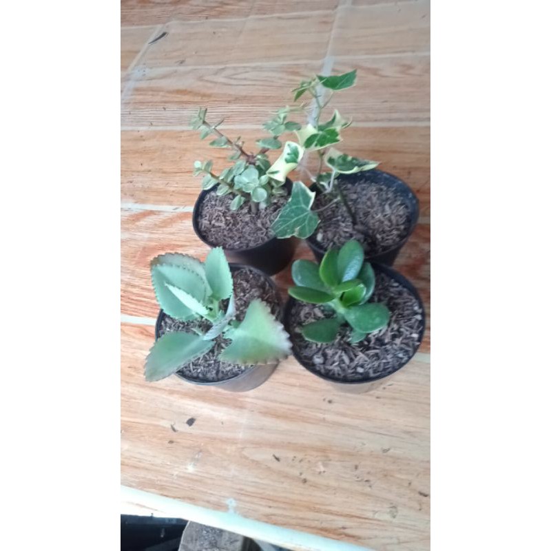 Kaktus Sukulen || Sukulen