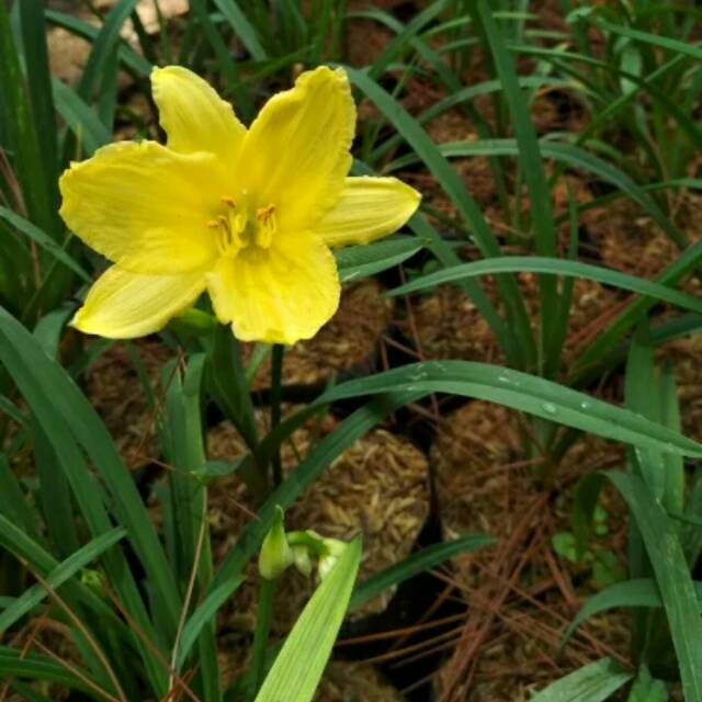 Tanaman Hias Bunga Hidup DAYLILY Sudah Berakar &amp; Berbunga 4 variasi warna