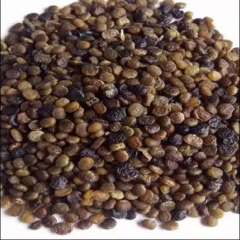 

indigofera pakan ternak