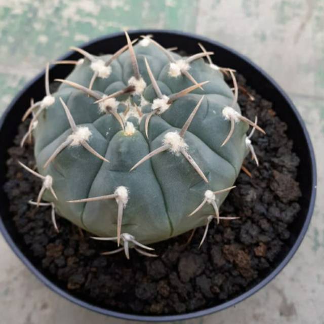 Kaktus ownroots import thailand