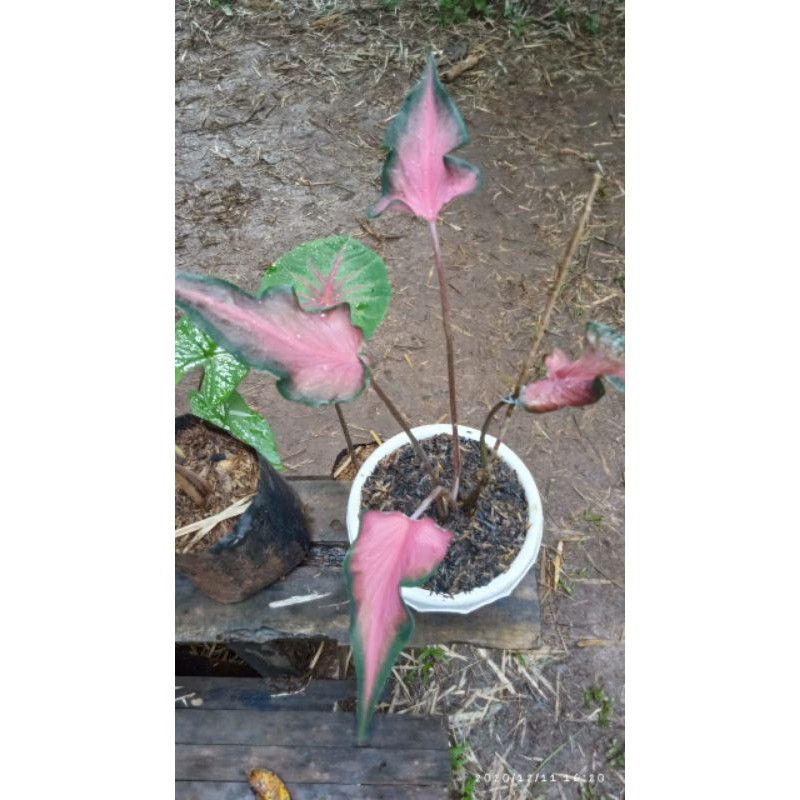 keladi keris