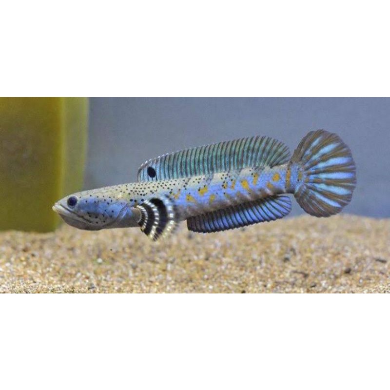Ikan chana pulchra 5-6cm