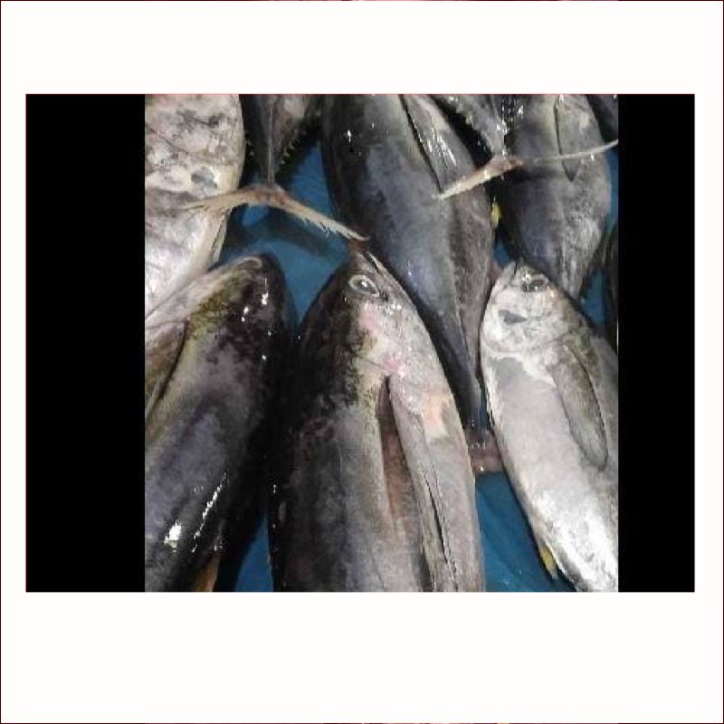 

Ikan Tongkol Sisik 1 kg Fresh | Sayur Segar Medan