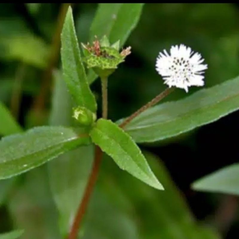 

Daun Urang Aring Fres 500Gram
