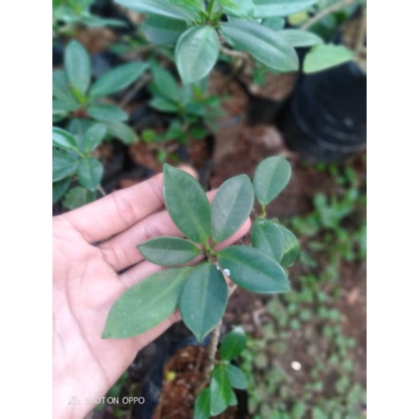 Bibit Ficus/Bringin Dolar Korea