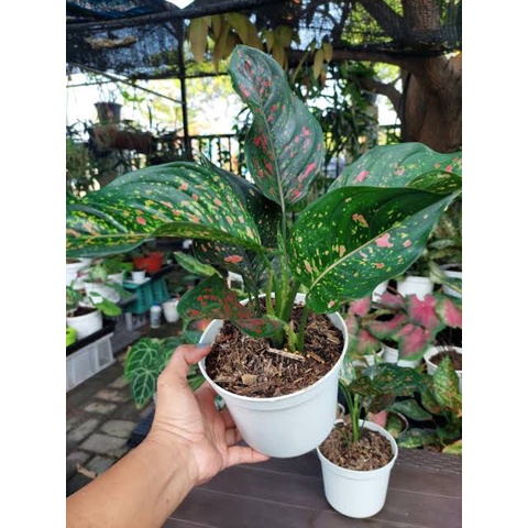 Tanaman hias aglonema ruby chiang mai / Pohon aglonema ruby chiang mai asli / Tanaman hias berdaun r