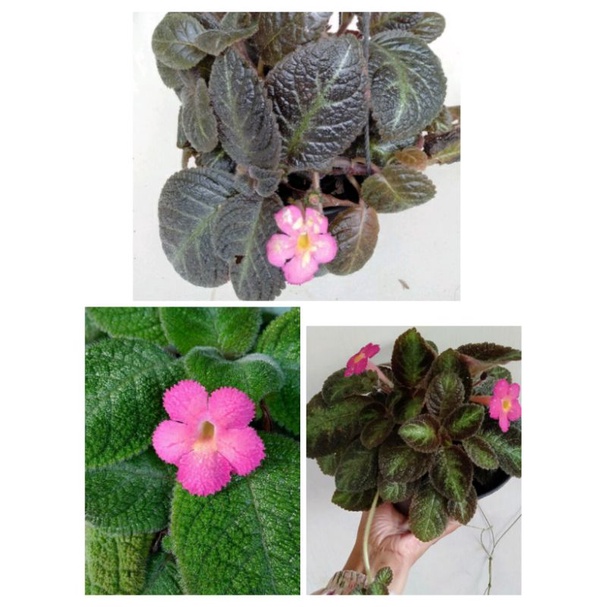 paket tanaman gantung bunga episcia pink / episcia pink panther/episcia lil lemon /golden amber